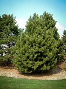 Сосна Чёрная (Pinus Nigra) купить по цене от 270.00р. в интернет-магазине «Посадика» с доставкой почтой в в Долгопрудныйе и по всей России – [изображение №1].