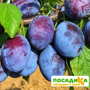 Слива Чачакская ранняя купить по цене от 229.00р. в интернет-магазине «Посадика» с доставкой почтой в в Долгопрудныйе и по всей России – [изображение №1].