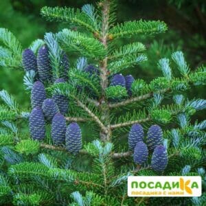 Пихта корейская (Abies koreana) купить по цене от 450.00р. в интернет-магазине «Посадика» с доставкой почтой в в Долгопрудныйе и по всей России – [изображение №1].