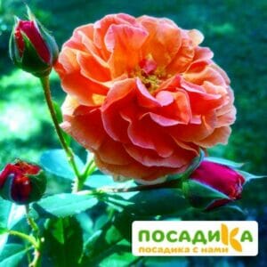 Роза Арабия купить по цене от 350.00р. в интернет-магазине «Посадика» с доставкой почтой в в Долгопрудныйе и по всей России – [изображение №1].