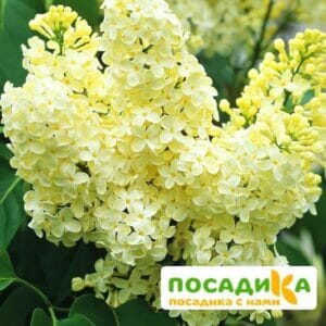 Сирень Примроуз (Primrose) купить по цене от 529.00р. в интернет-магазине «Посадика» с доставкой почтой в в Долгопрудныйе и по всей России – [изображение №1].