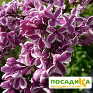 Сирень Сенсация купить по цене от 529.00р. в интернет-магазине «Посадика» с доставкой почтой в в Долгопрудныйе и по всей России – [изображение №1].