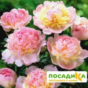 Пион Распберри Сандей (Paeonia Raspberry Sundae) купить по цене от 959р. в интернет-магазине «Посадика» с доставкой почтой в в Долгопрудныйе и по всей России – [изображение №1].