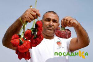 Клубника Гигант Джорнея купить по цене от 266р. в интернет-магазине «Посадика» с доставкой почтой в в Долгопрудныйе и по всей России – [изображение №1].