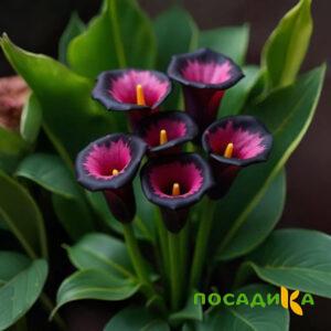 Калла Аура Лейс купить по цене от 400р. в интернет-магазине «Посадика» с доставкой почтой в в Долгопрудныйе и по всей России – [изображение №1].