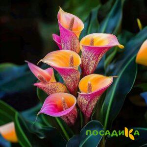 Калла Оникс купить по цене от 450р. в интернет-магазине «Посадика» с доставкой почтой в в Долгопрудныйе и по всей России – [изображение №1].