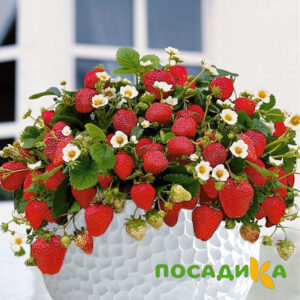 Клубника Рубиновый Шепот (горшечная) купить по цене от 240р. в интернет-магазине «Посадика» с доставкой почтой в в Долгопрудныйе и по всей России – [изображение №1].