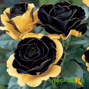 Роза Ханни Сикл купить по цене от 700р. в интернет-магазине «Посадика» с доставкой почтой в в Долгопрудныйе и по всей России – [изображение №1].