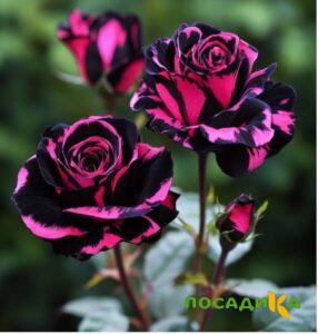 Роза Багровый Шепот купить по цене от 366р. в интернет-магазине «Посадика» с доставкой почтой в в Долгопрудныйе и по всей России – [изображение №1].