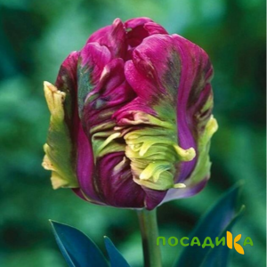 Тюльпан Экзотик Хэвен купить по цене от 186р. в интернет-магазине «Посадика» с доставкой почтой в в Долгопрудныйе и по всей России – [изображение №1].